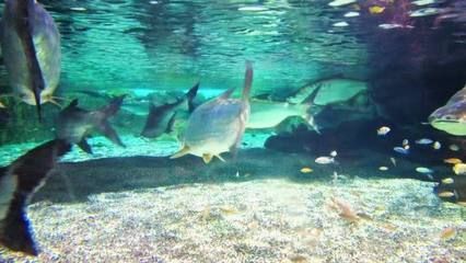 泰龐海鰱觀賞魚市場價格：泰龐海鰱觀賞魚市場價格波動因素泰龐海鰱飼料選擇指南