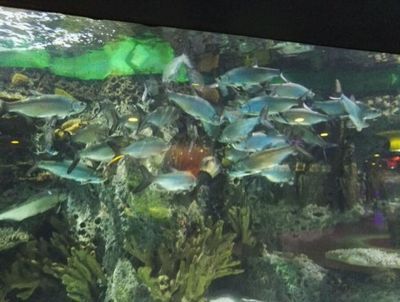 泰龐海鰱觀賞魚市場價格：泰龐海鰱觀賞魚市場價格波動因素泰龐海鰱飼料選擇指南