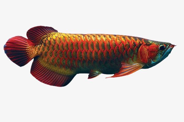 龍魚出現燒尾是什么原因導致呢圖片大全視頻：龍魚燒尾怎么辦 龍魚出現燒尾是什么原因導致呢圖片大全視頻：龍魚燒尾怎么辦 龍魚百科 第3張