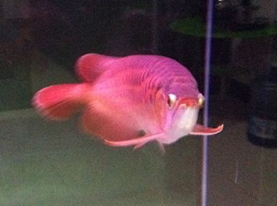 金龍魚和七彩魚混養好嗎：金龍魚和七彩魚混養好嗎金龍魚和七彩魚混養合適嗎