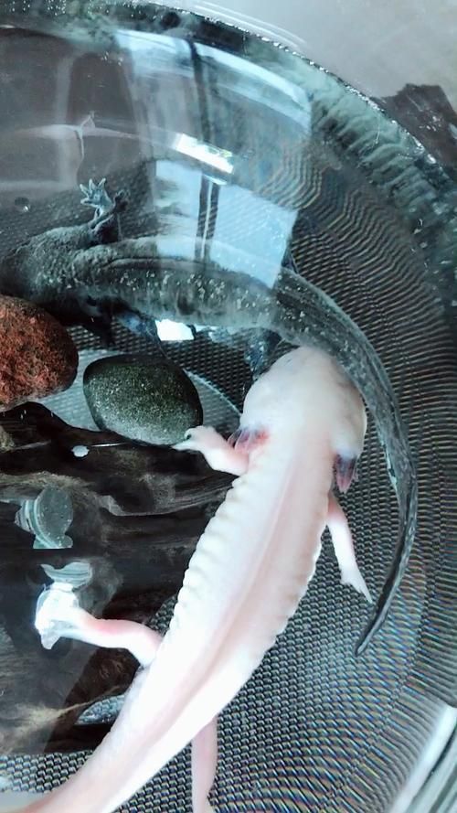 龍?jiān)呆~(yú)照片