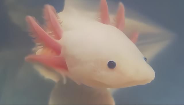 龍?jiān)呆~(yú)照片