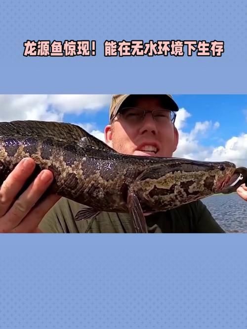 龍?jiān)呆~(yú)照片