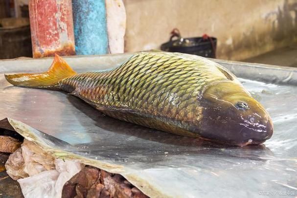 龍?jiān)呆~(yú)照片