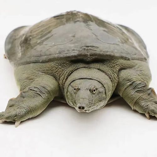 龍?jiān)呆~(yú)照片