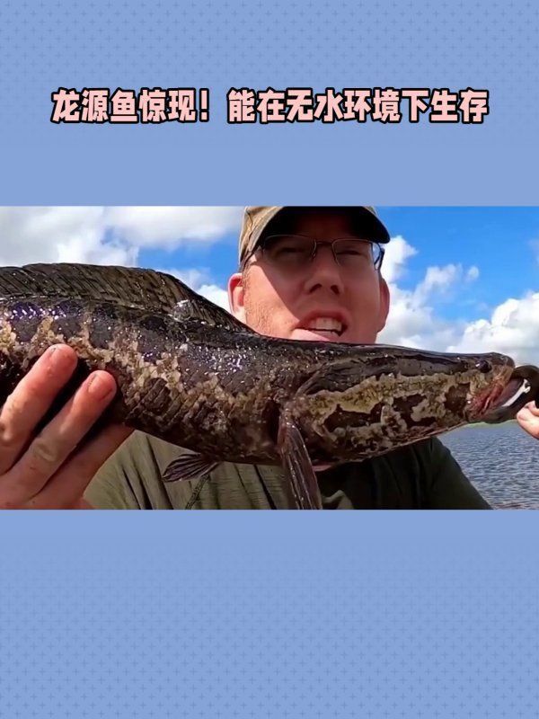 龍?jiān)呆~(yú)照片