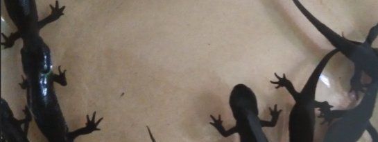 龍?jiān)呆~(yú)照片