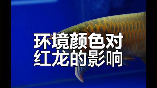 哪種背景顏色對紅龍發色最有利？