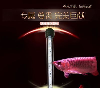 金龍魚一般多少錢一條,品質(zhì)之選怎么選：金龍魚一般多少錢一條