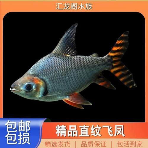 龍魚配幾條飛鳳魚合適圖片 龍魚配幾條飛鳳魚合適圖片 龍魚百科 第17張