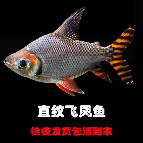 龍魚配幾條飛鳳魚合適圖片 龍魚配幾條飛鳳魚合適圖片 龍魚百科 第14張
