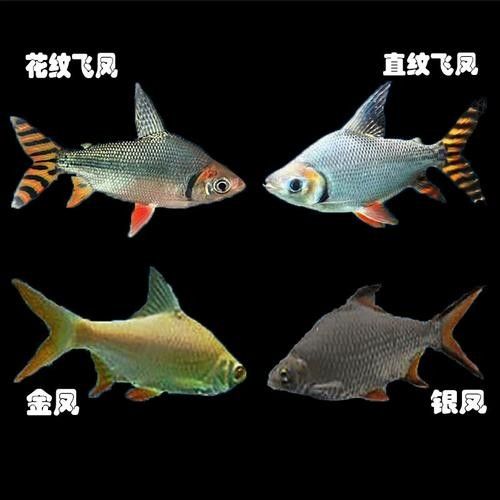 龍魚配幾條飛鳳魚合適圖片 龍魚配幾條飛鳳魚合適圖片 龍魚百科 第16張