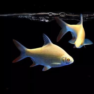 龍魚配幾條飛鳳魚合適圖片 龍魚配幾條飛鳳魚合適圖片 龍魚百科 第7張