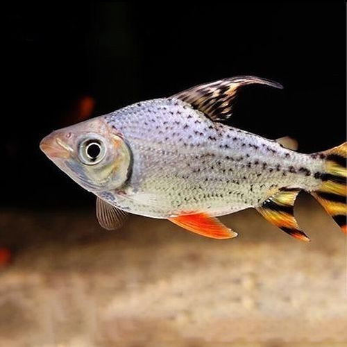 龍魚配幾條飛鳳魚合適圖片 龍魚配幾條飛鳳魚合適圖片 龍魚百科 第22張
