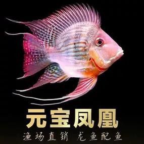 龍魚配幾條飛鳳魚合適圖片 龍魚配幾條飛鳳魚合適圖片 龍魚百科 第19張