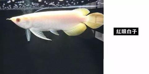 紅眼白子龍魚（如何鑒別紅眼白子龍魚真偽）