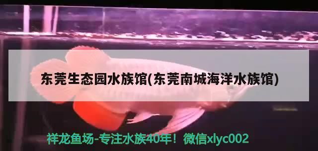 東莞生態園水族館(東莞南城海洋水族館)