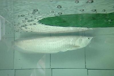 龍魚類型，紅龍魚與紅龍魚的區(qū)別，青龍魚與紅龍魚區(qū)別，銀龍魚日常護(hù)理