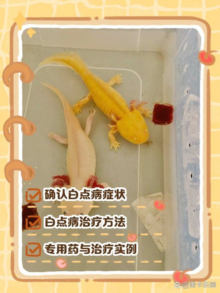 六角龍魚白斑病怎么治