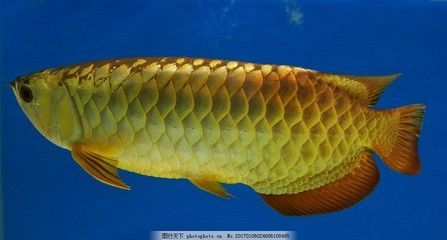 觀賞金龍魚什么價(jià)格最貴最好養(yǎng)（觀賞金龍魚的價(jià)格是多少金龍魚那個(gè)品種最值錢一條）