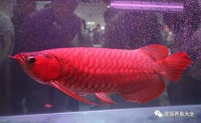 紅龍魚金龍魚銀龍魚（紅龍魚、金龍魚、銀龍魚、青龍魚、青龍魚養哪個更好）
