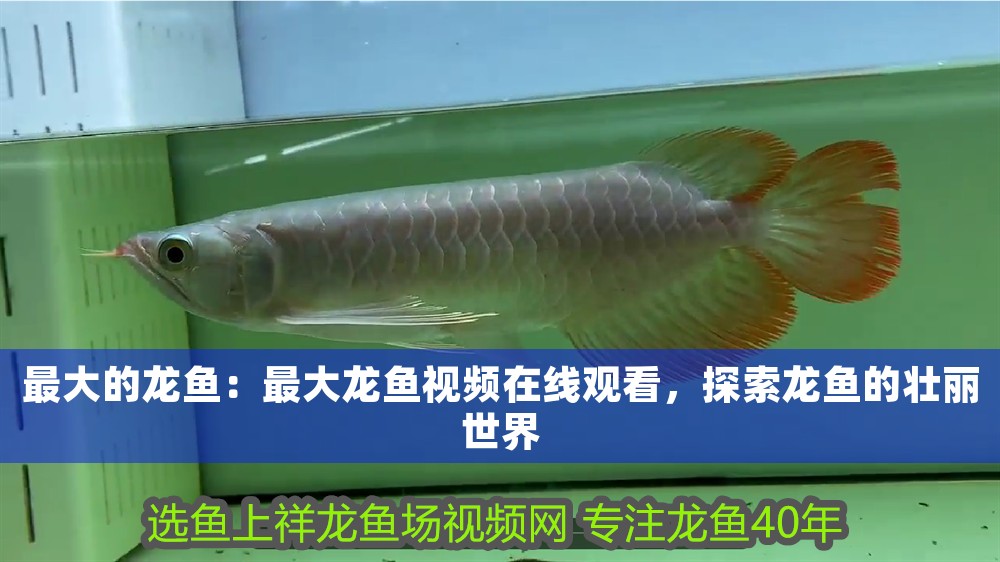 最大的龍魚：最大龍魚視頻在線觀看，探索龍魚的壯麗世界 最大的龍魚：最大龍魚視頻在線觀看，探索龍魚的壯麗世界 龍魚百科 第1張