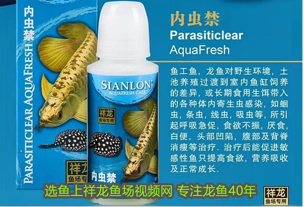 最大的龍魚：最大龍魚視頻在線觀看，探索龍魚的壯麗世界 最大的龍魚：最大龍魚視頻在線觀看，探索龍魚的壯麗世界 龍魚百科 第3張