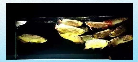龍魚大混養(yǎng)
