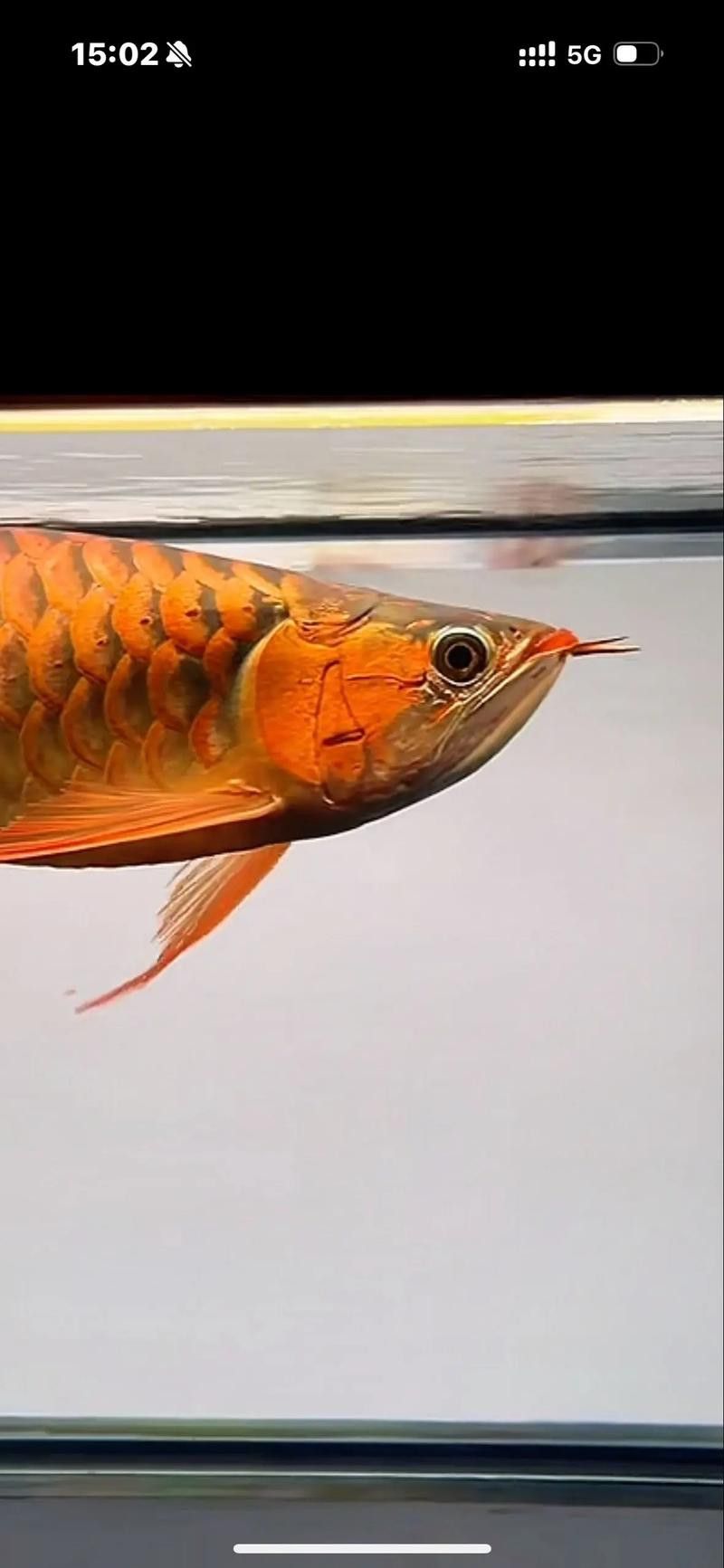 紅龍魚兜嘴和不兜嘴圖解