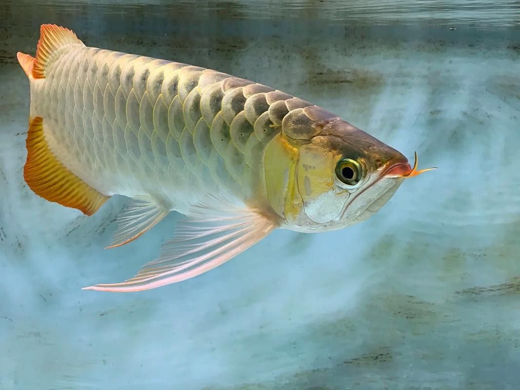 紅龍魚兜嘴和不兜嘴圖解