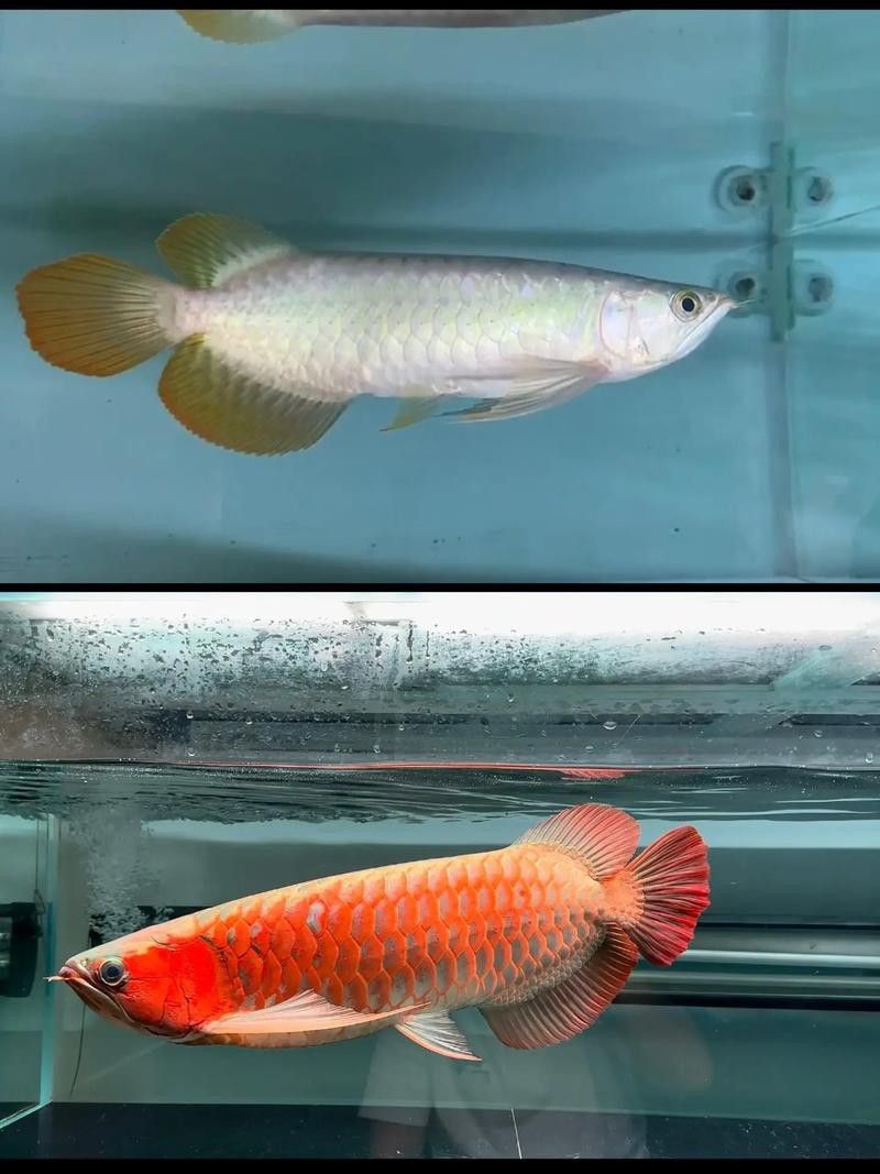 紅龍魚兜嘴和不兜嘴圖解