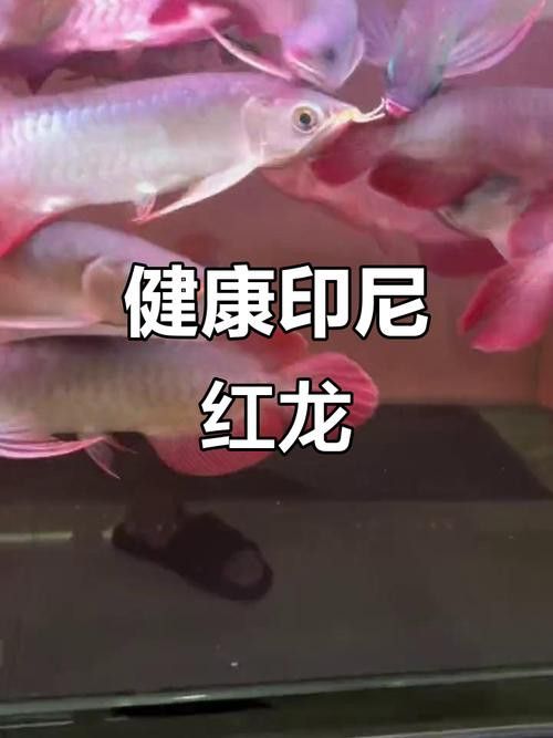 紅龍魚兜嘴和不兜嘴圖解