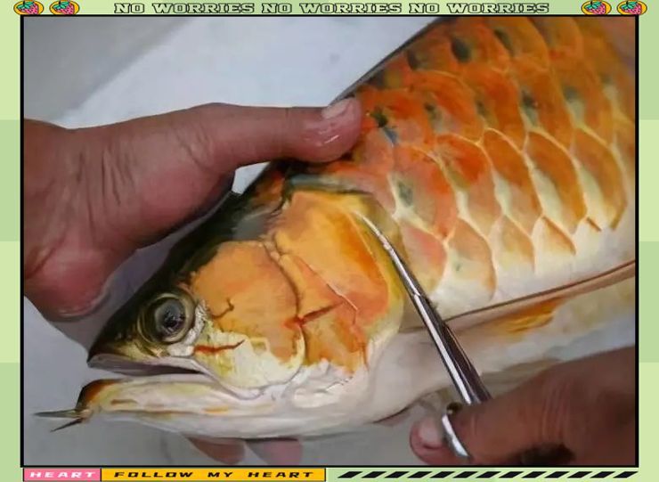 龍魚鰓蟲圖片 龍魚鰓蟲圖片 龍魚百科 第19張