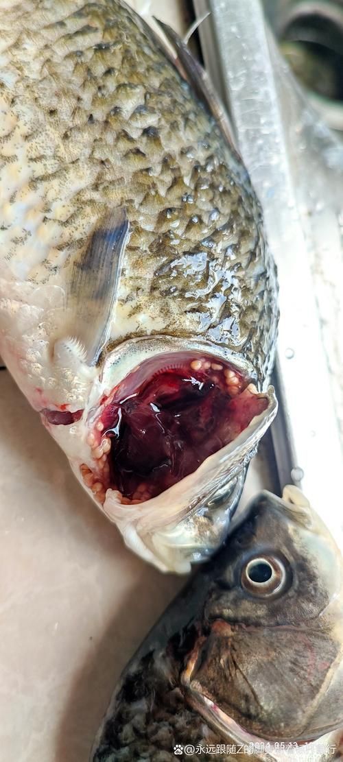龍魚鰓蟲圖片 龍魚鰓蟲圖片 龍魚百科 第18張