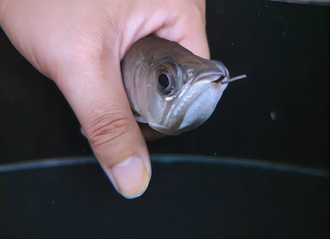 龍魚鰓蟲圖片 龍魚鰓蟲圖片 龍魚百科 第27張