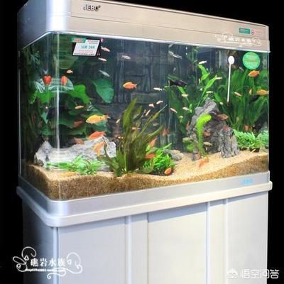紅龍魚用什么顏色的缸養好（紅龍魚用什么顏色的缸養好呢）
