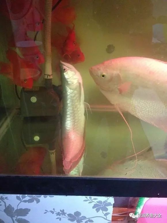 龍魚身形不直怎樣調整