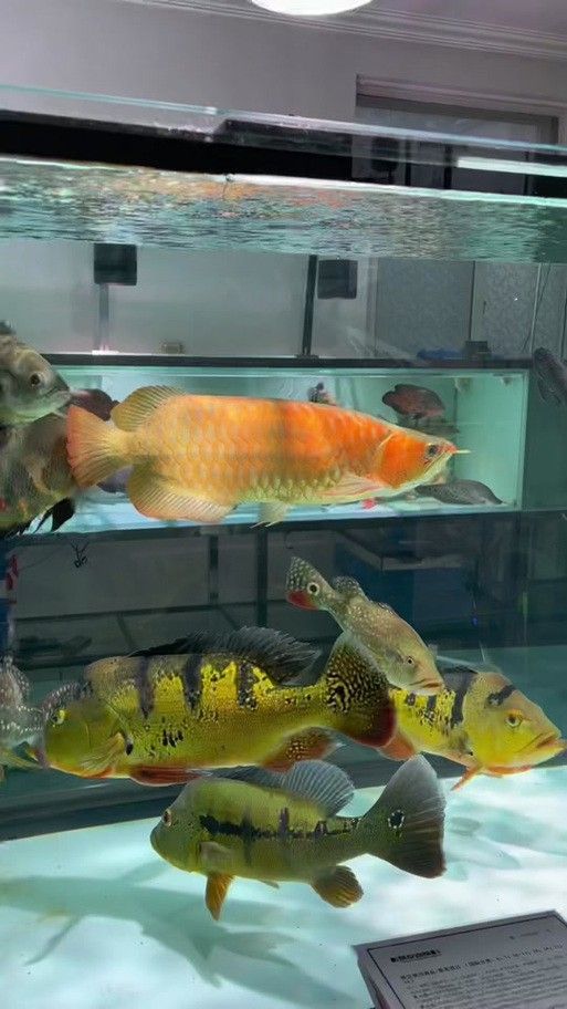 狗頭魚可以和龍魚混養(yǎng)嗎圖片大全高清