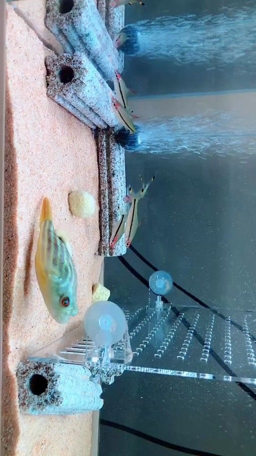 狗頭魚可以和龍魚混養(yǎng)嗎圖片大全高清