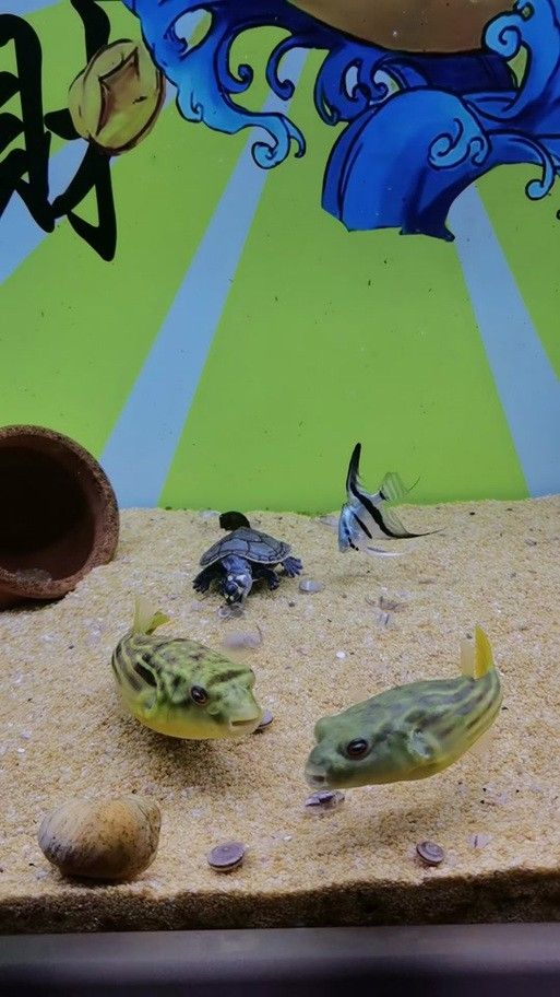 狗頭魚可以和龍魚混養(yǎng)嗎圖片大全高清