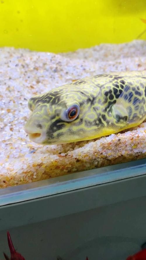 狗頭魚可以和龍魚混養(yǎng)嗎圖片大全高清