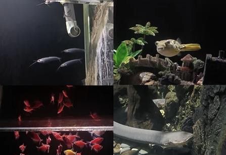 狗頭魚可以和龍魚混養(yǎng)嗎圖片大全高清