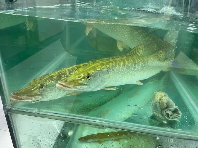 狗頭魚可以和龍魚混養(yǎng)嗎圖片大全高清