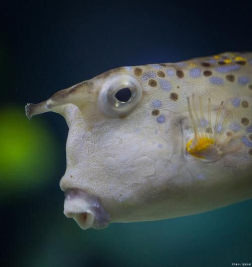 狗頭魚可以和龍魚混養(yǎng)嗎圖片大全高清