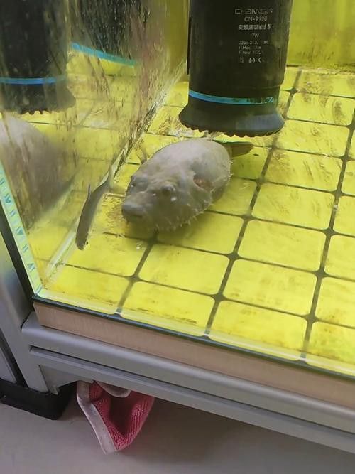 狗頭魚可以和龍魚混養(yǎng)嗎圖片大全高清