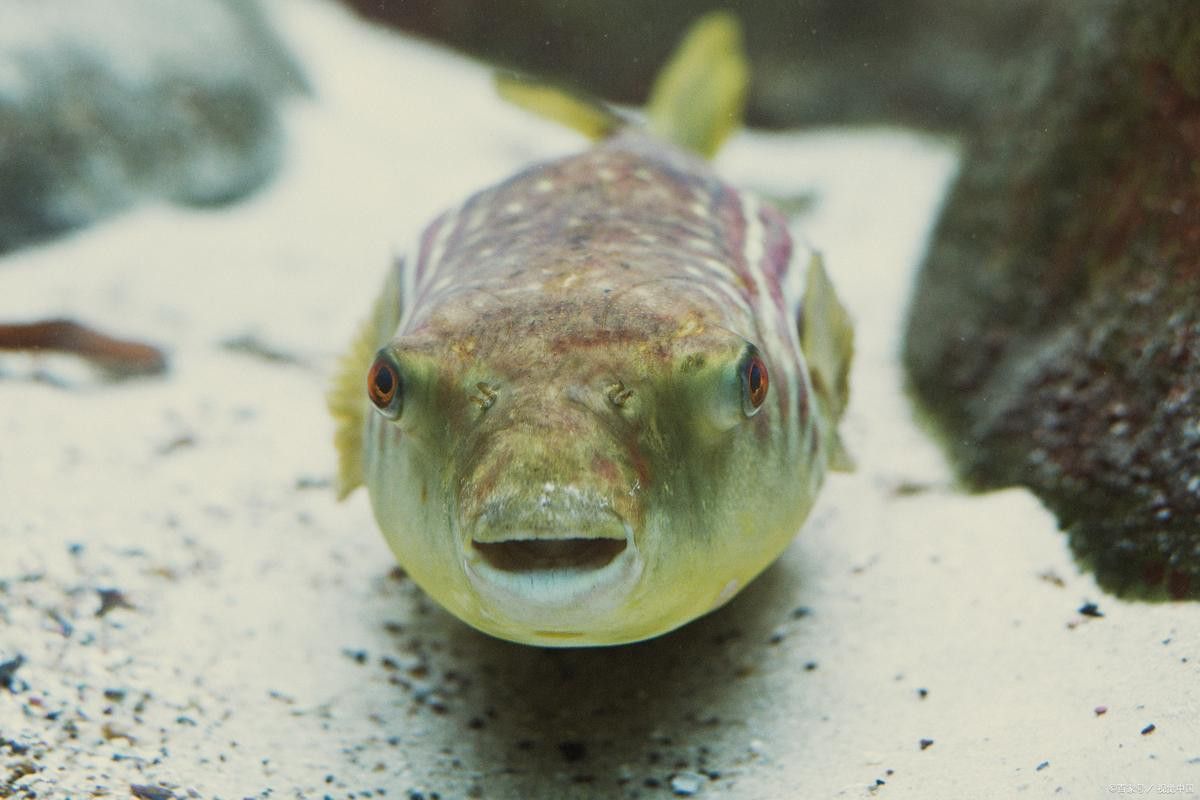 狗頭魚可以和龍魚混養(yǎng)嗎圖片大全高清