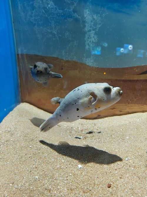 狗頭魚可以和龍魚混養(yǎng)嗎圖片大全高清