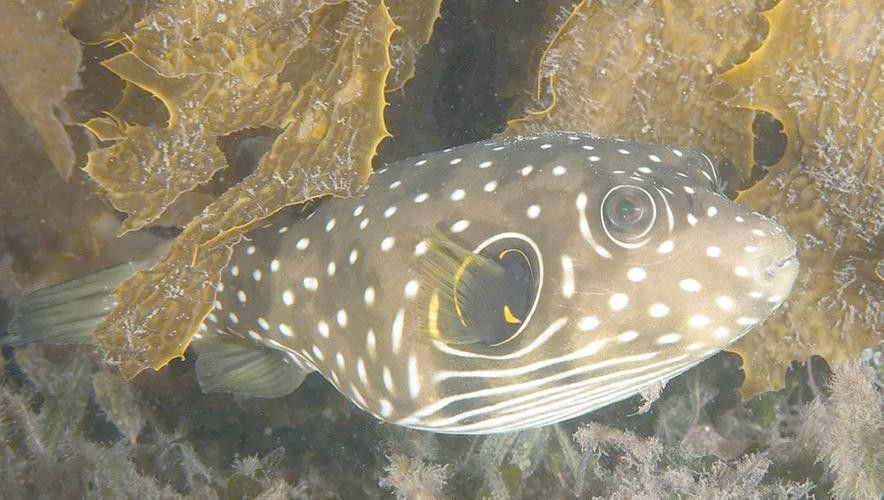 狗頭魚可以和龍魚混養(yǎng)嗎圖片大全高清