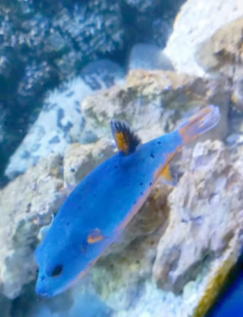 狗頭魚可以和龍魚混養(yǎng)嗎圖片大全高清