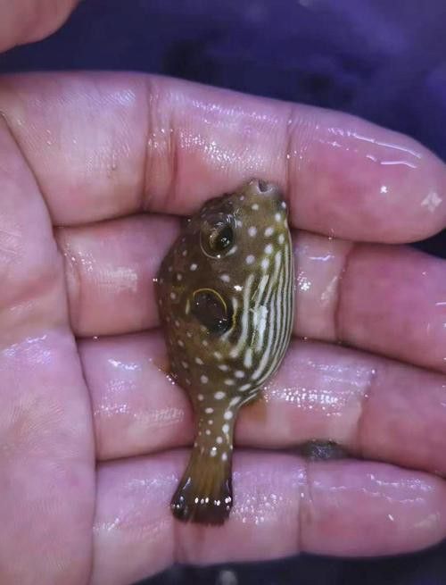 狗頭魚可以和龍魚混養(yǎng)嗎圖片大全高清